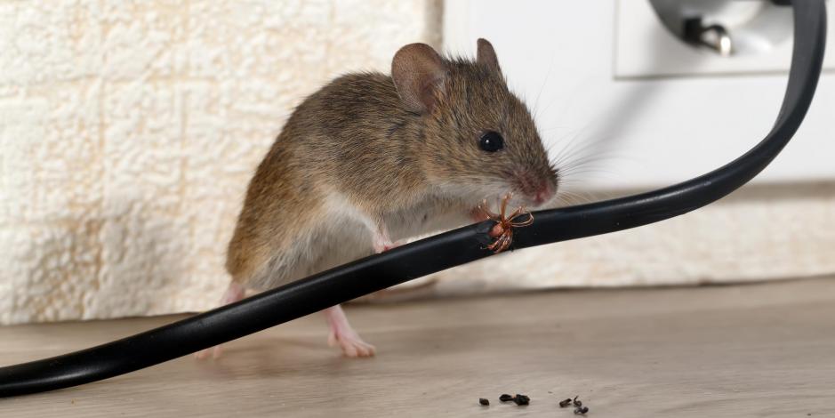 Mouse next to electric wall socket and plug